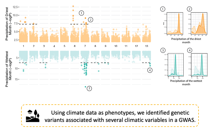 Example of a Manhattan plot from the GEA analysis using bioclimatic variables