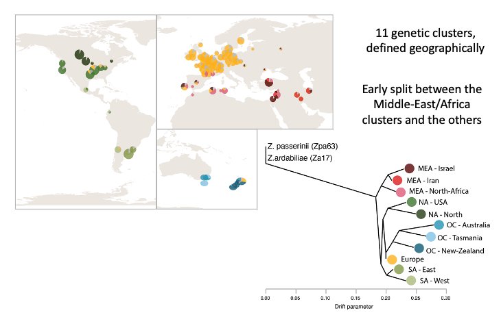 Map of the world displaying the 11 genetic clusters and population tree