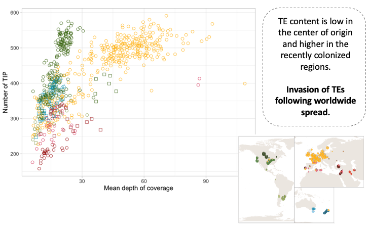 Transposable elements content per isolate for all 11 genetic clusters