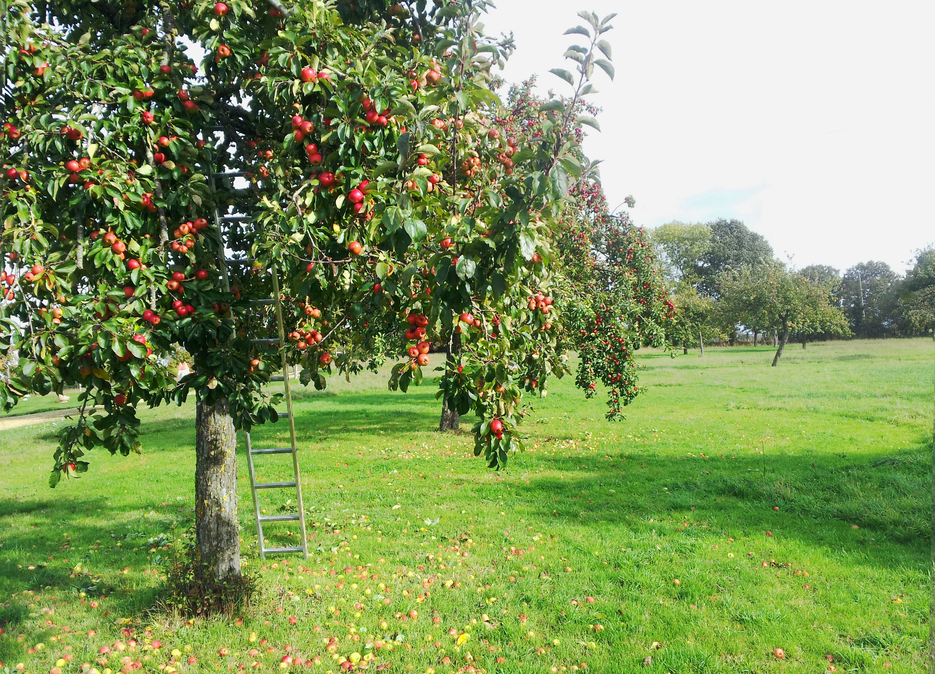 An apple tree picture