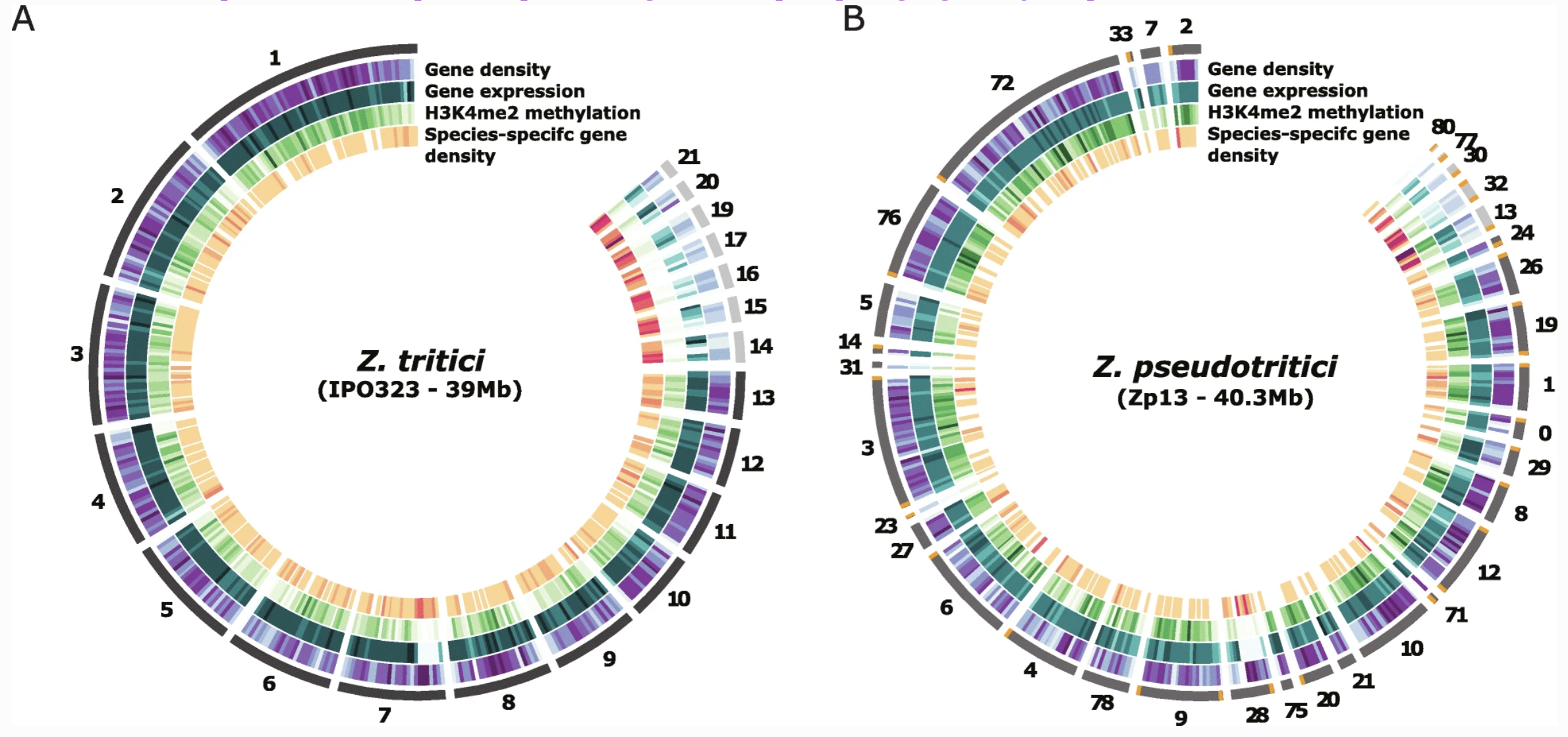 Circos plots from Z.tritici and Z.pseudotritici, showing compartmentalization at the genomic, transcriptomic and epigenomic levels