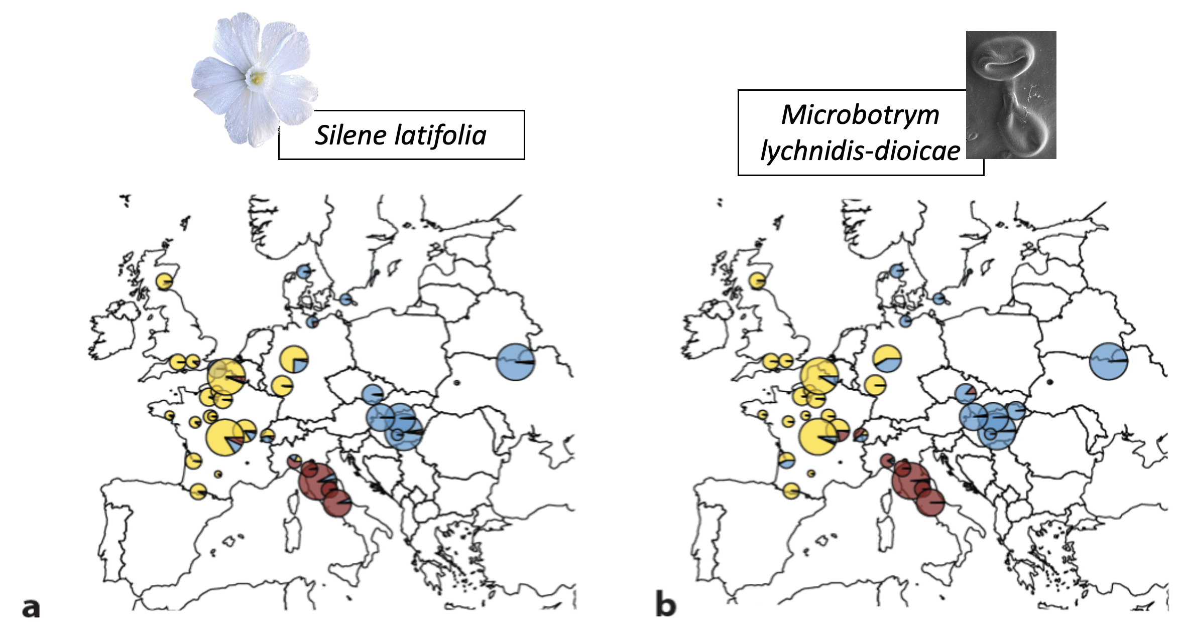 Pretty plots showing the costructure between the plant and its pathogen