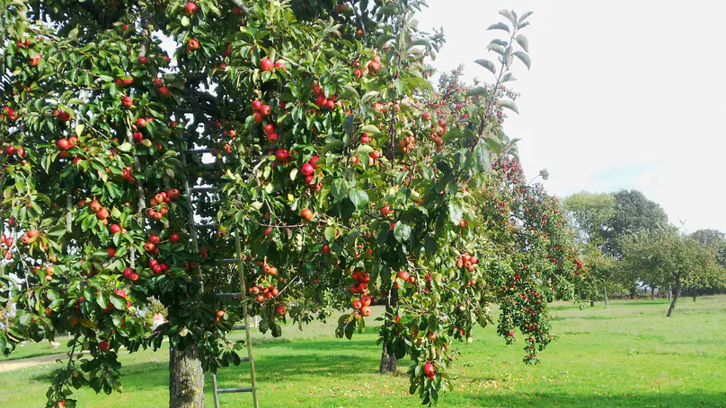 Crop-to-wild gene flow in apple trees