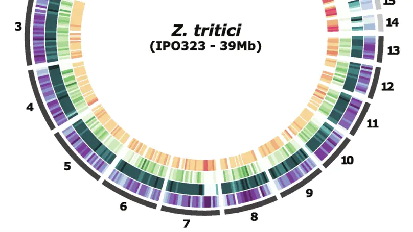 Genomic and epigenomic architecture of a plant pathogen