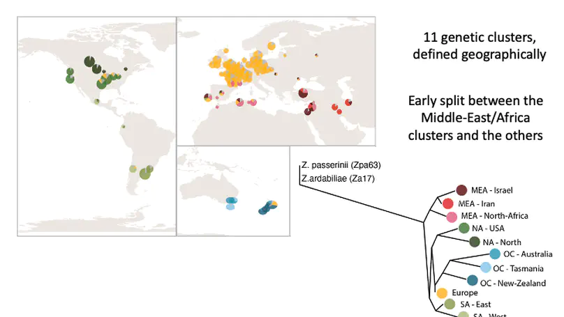 Global spread and adaptation of a major crop pathogen